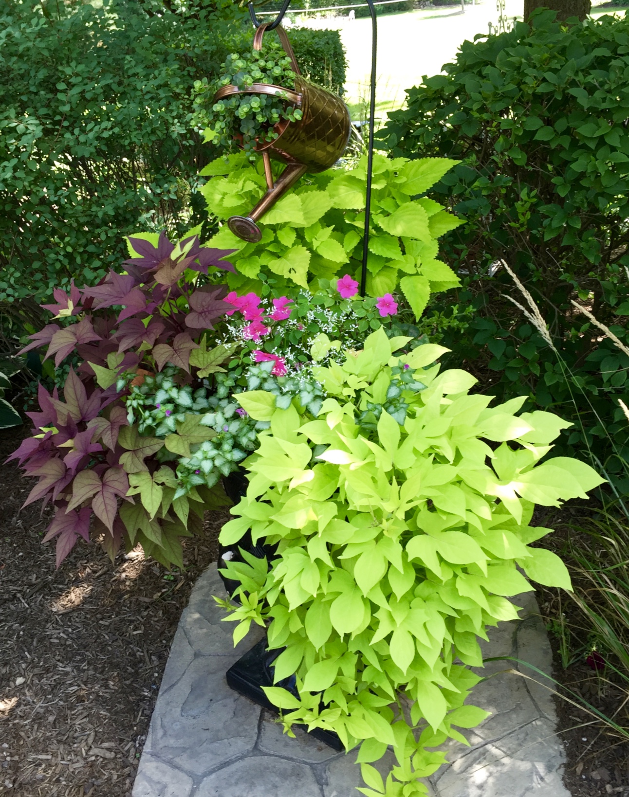 Purple and green potato vine spilling over the edge of the planter.