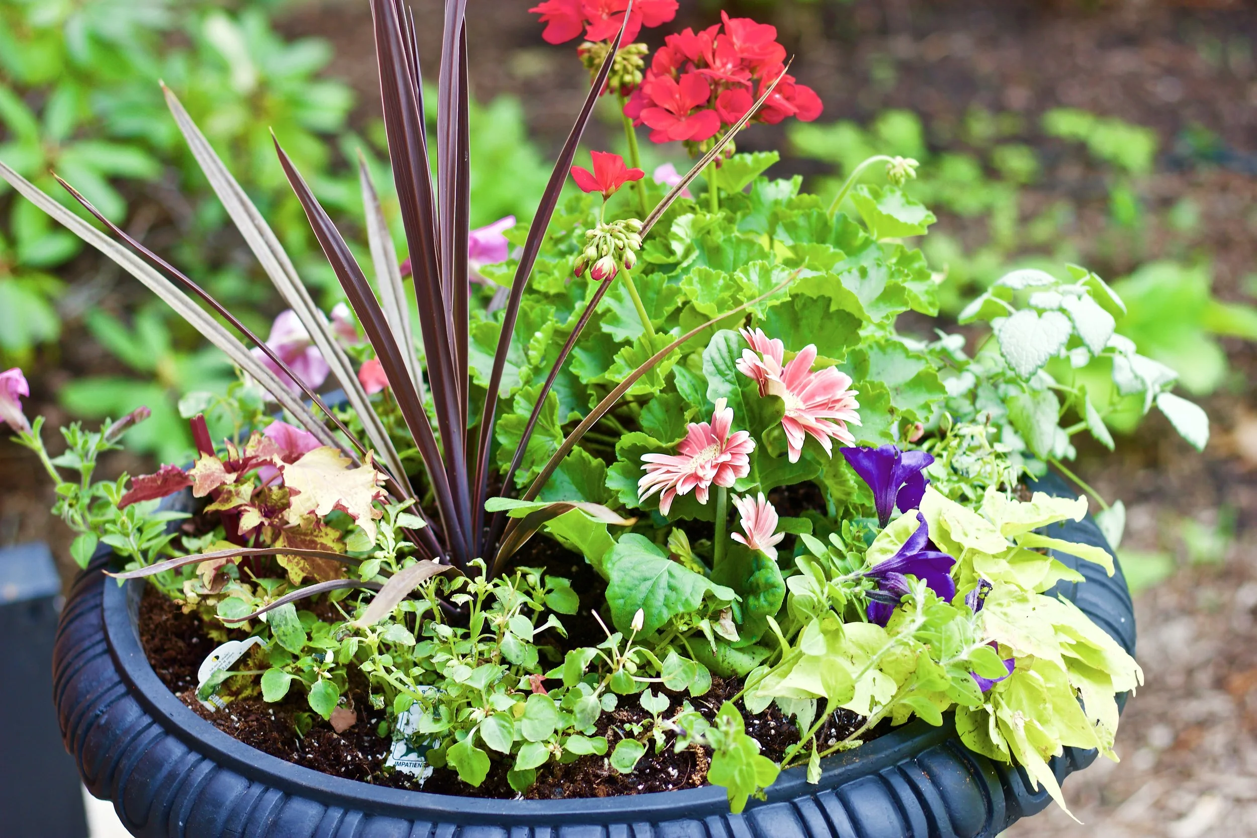 Impatiens fill in the spots around the coleus that will eventually grow larger