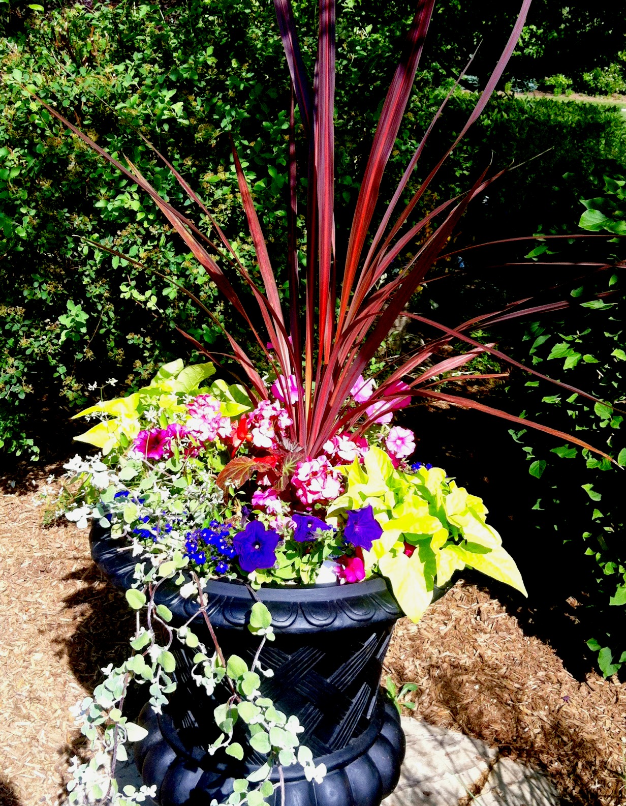Red Cordyline steals the show in the center of this urn