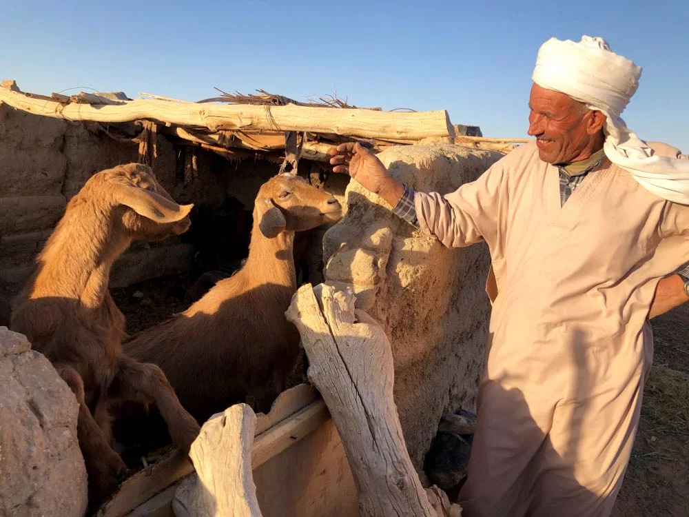 Muhammed and his goats.jpg