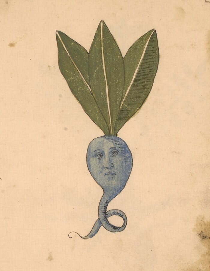 plants 1.jpg