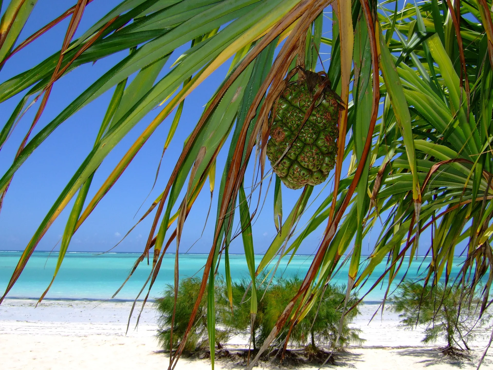 zanzibar-2783447_1920.jpg