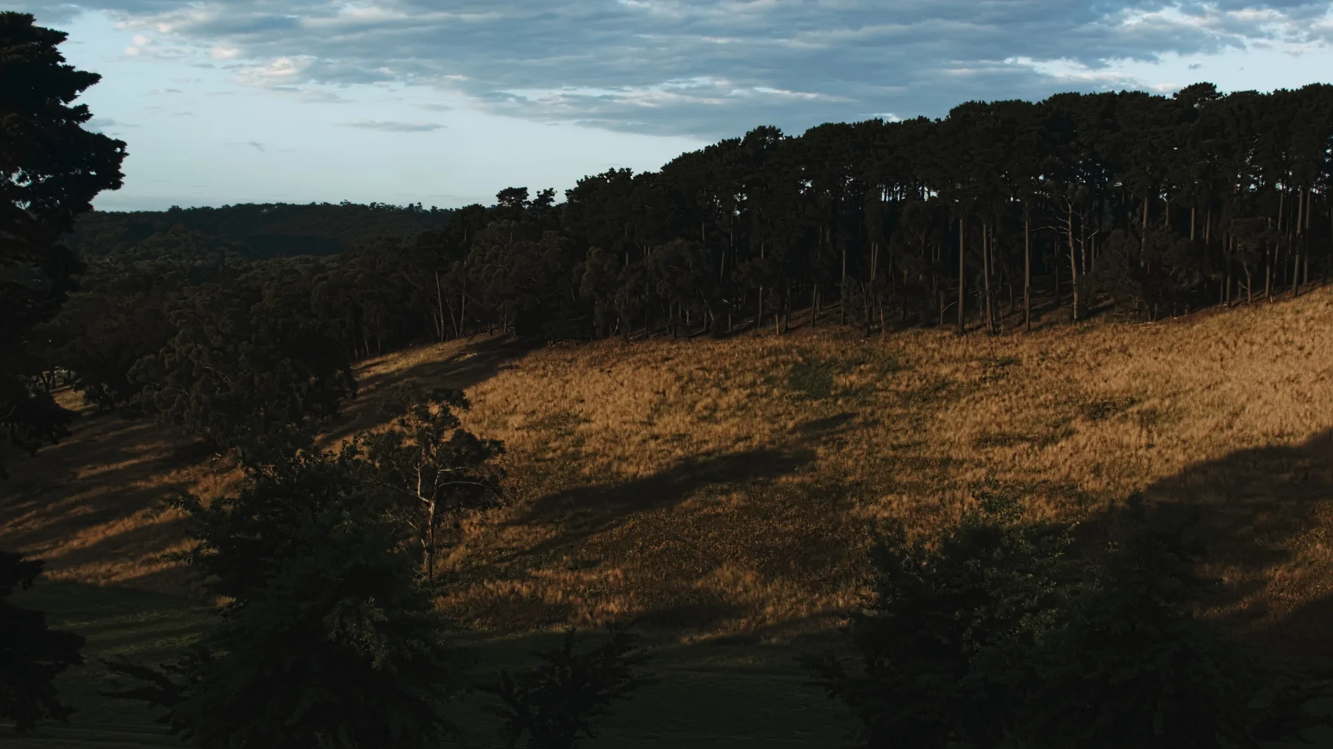 Nikon lens using a Metabone speedbooster. 28mm lens. 