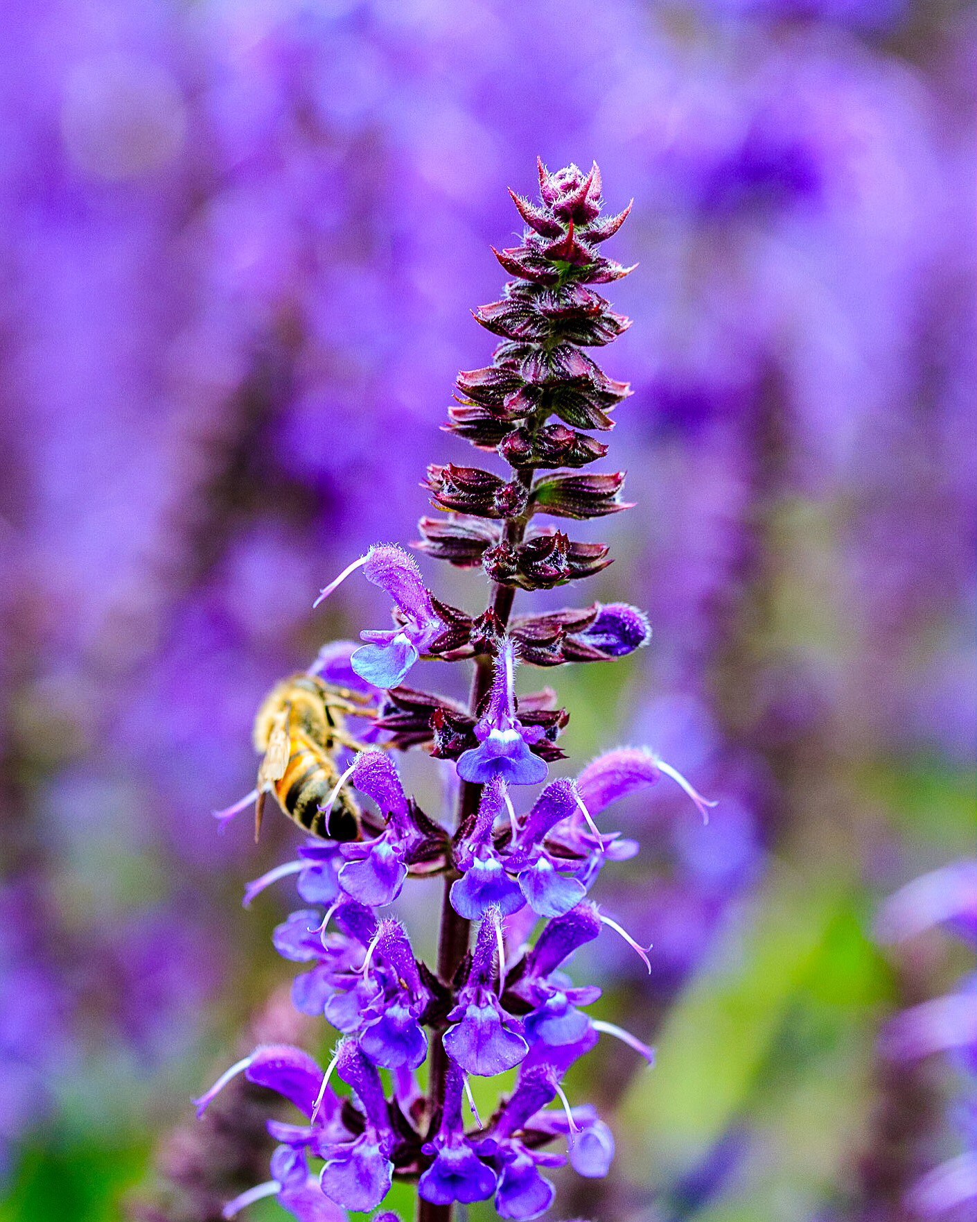 Bee in Salvia