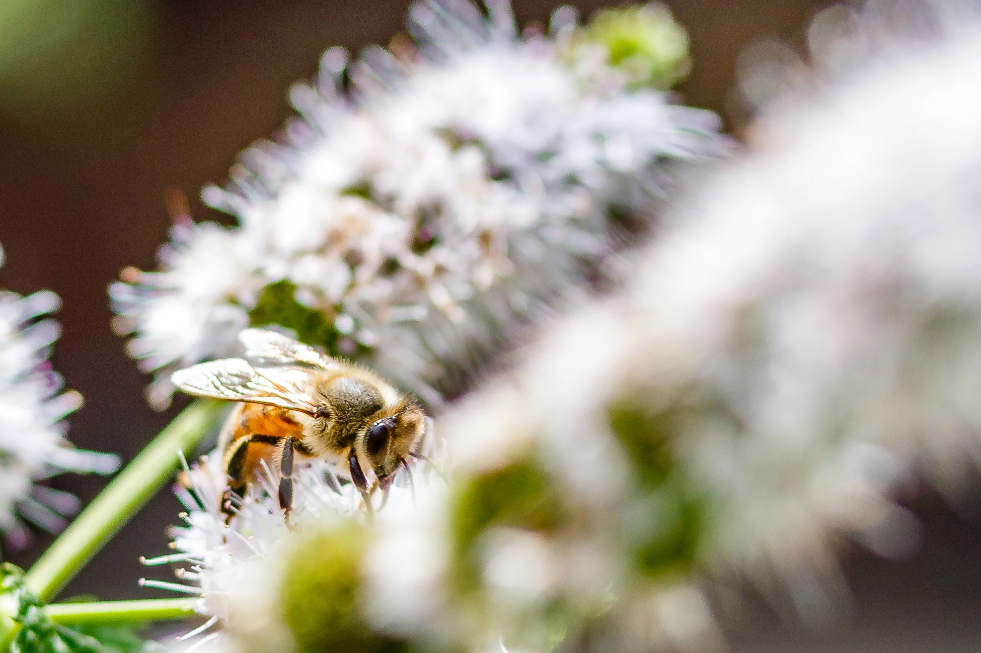 Bee on Mint