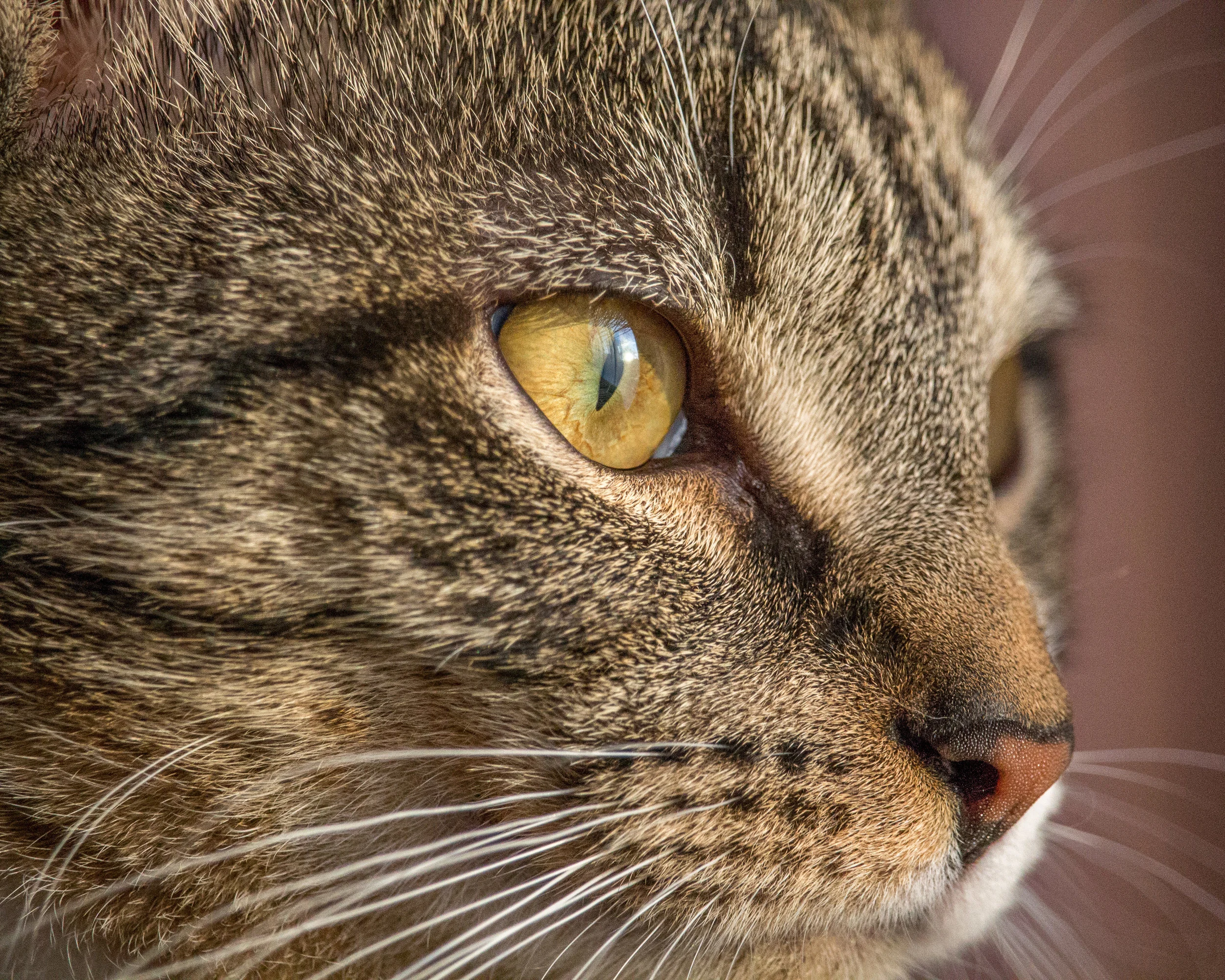 My favorite photographic subject