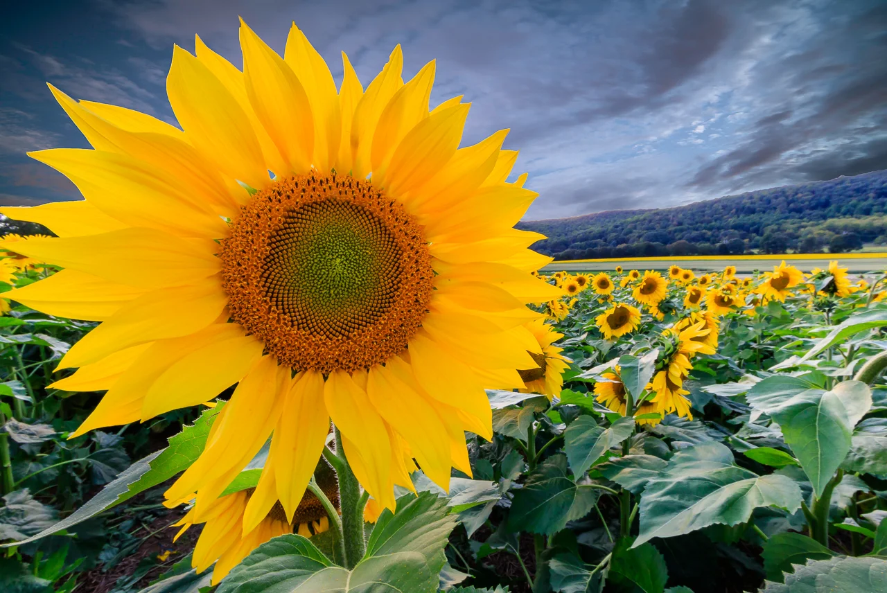 Sunflowers at Donaldson Farms