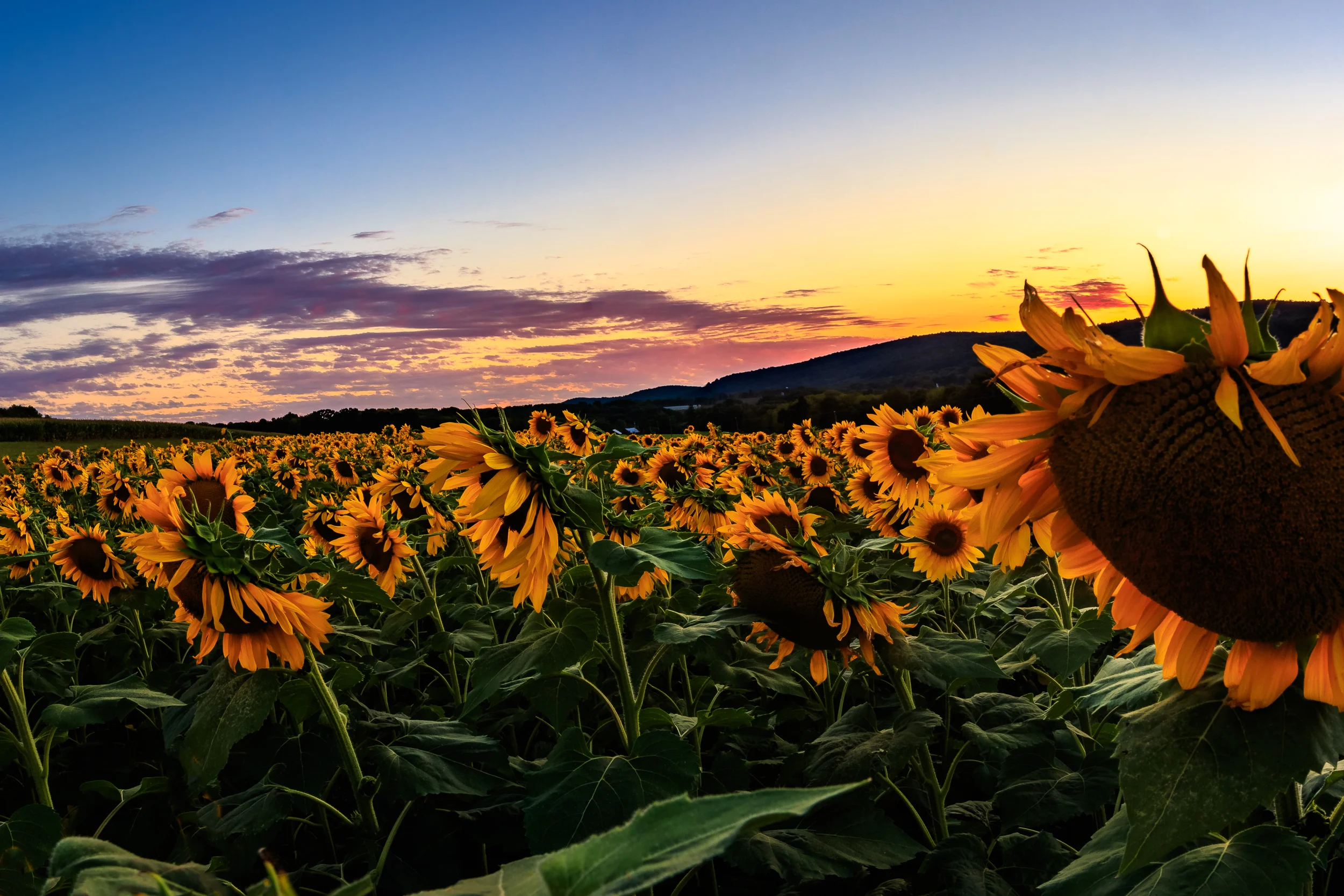 Sunset at Donaldson Farms