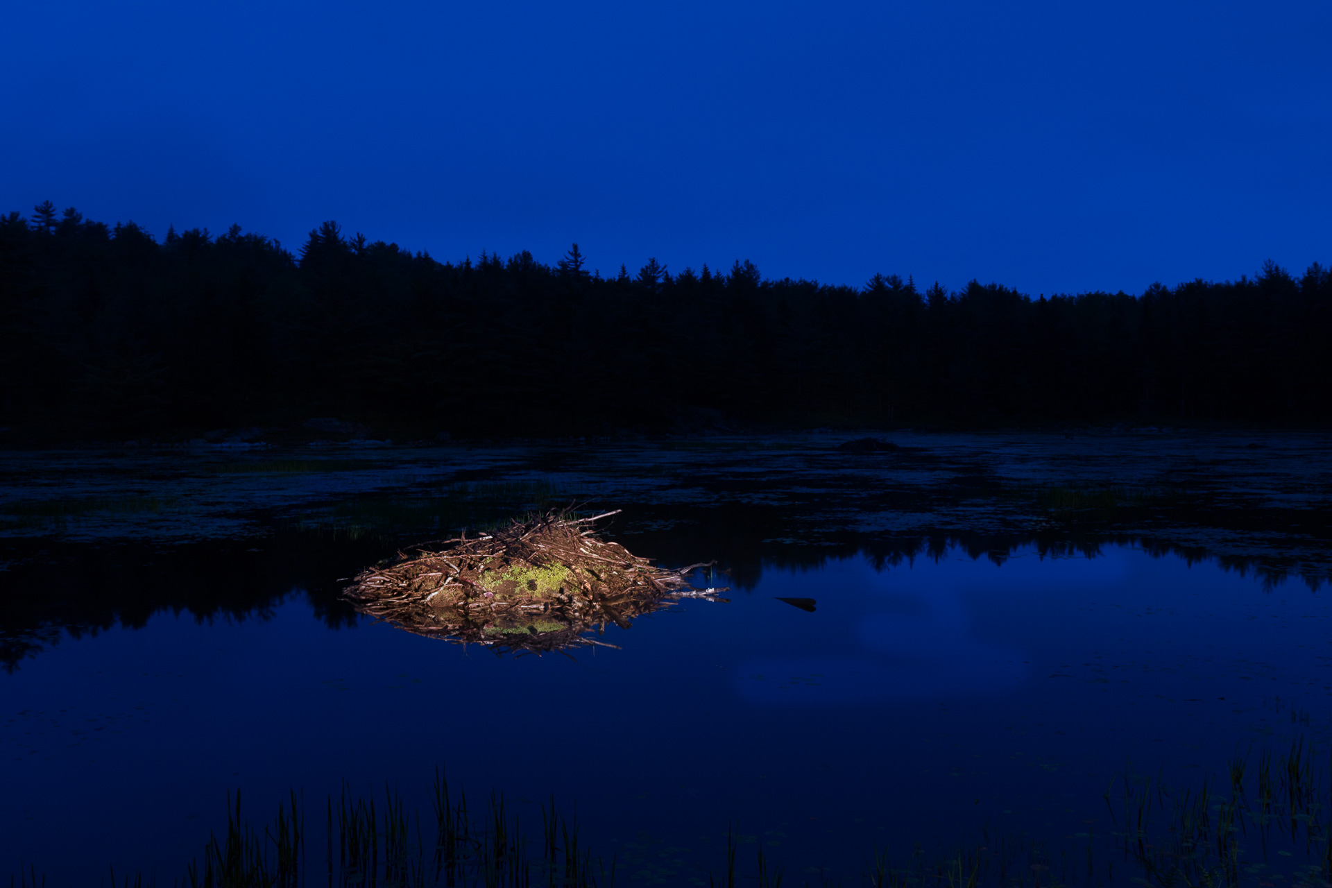 Beaver Lodge