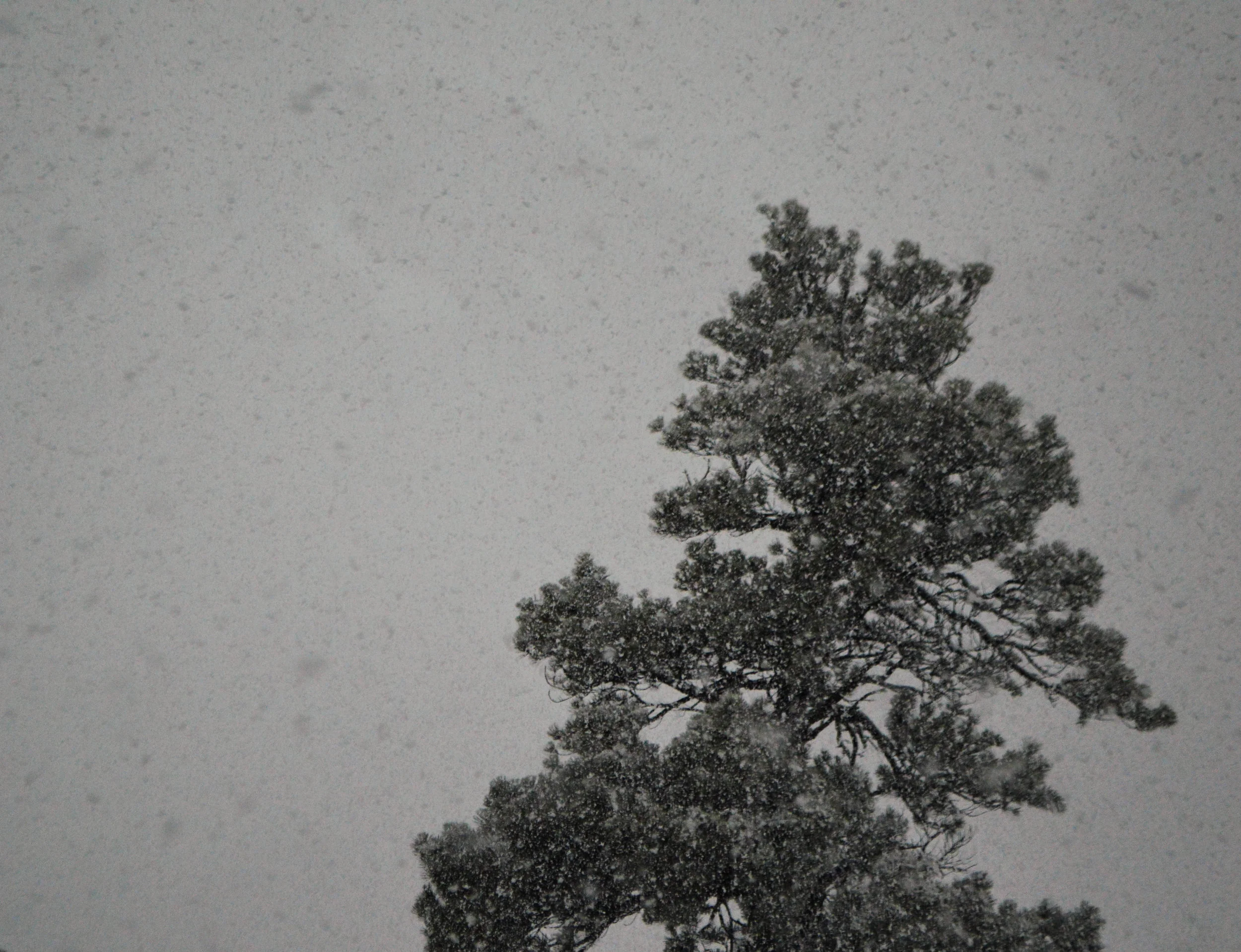 DSC_0444.jpg