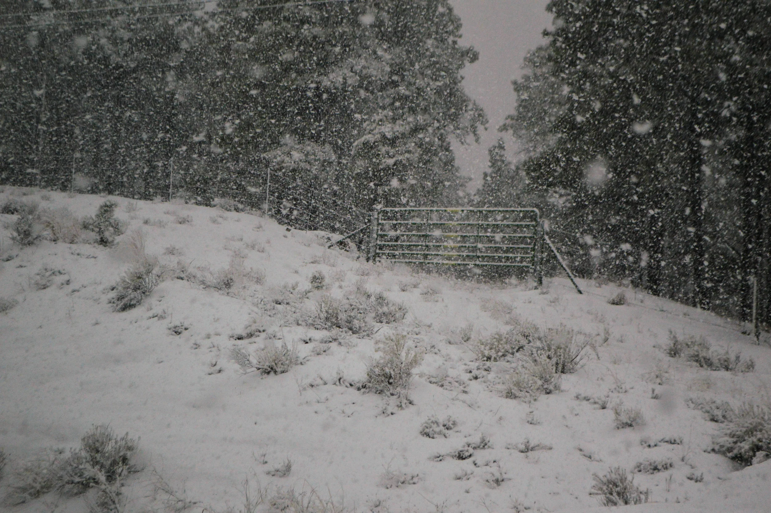 DSC_0446.jpg