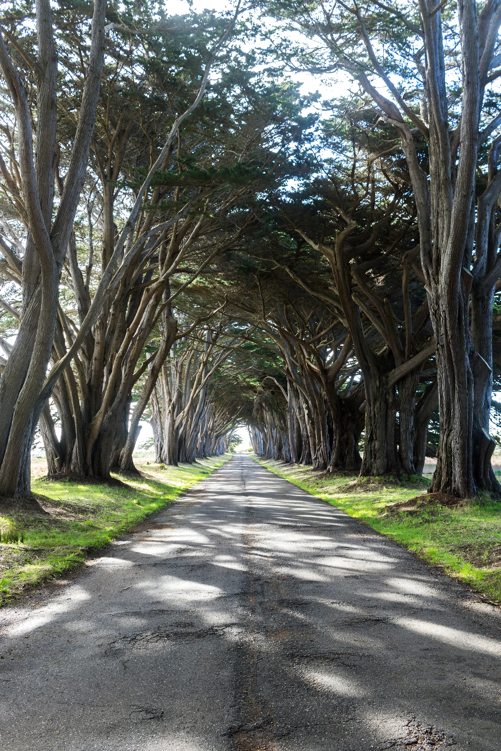 Cypress tunnel.jpg