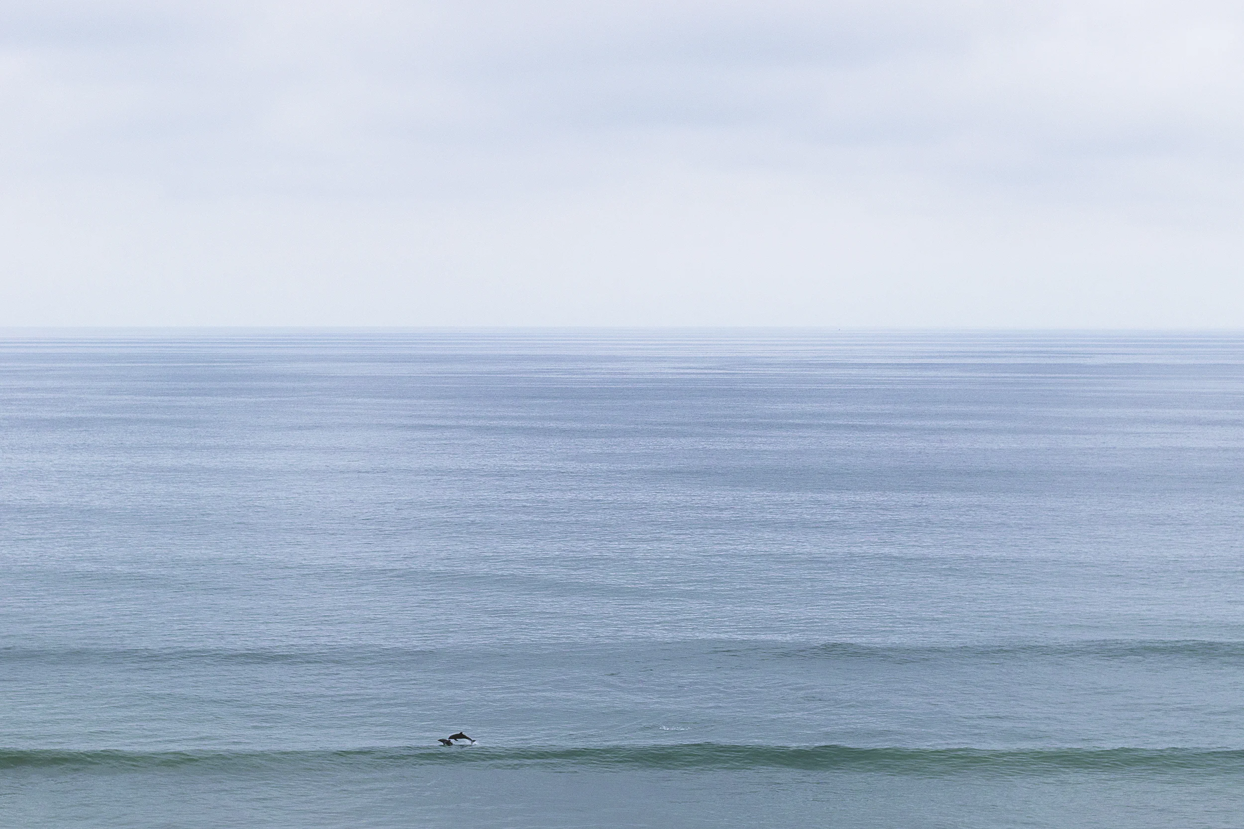 Dolphin lines.jpg