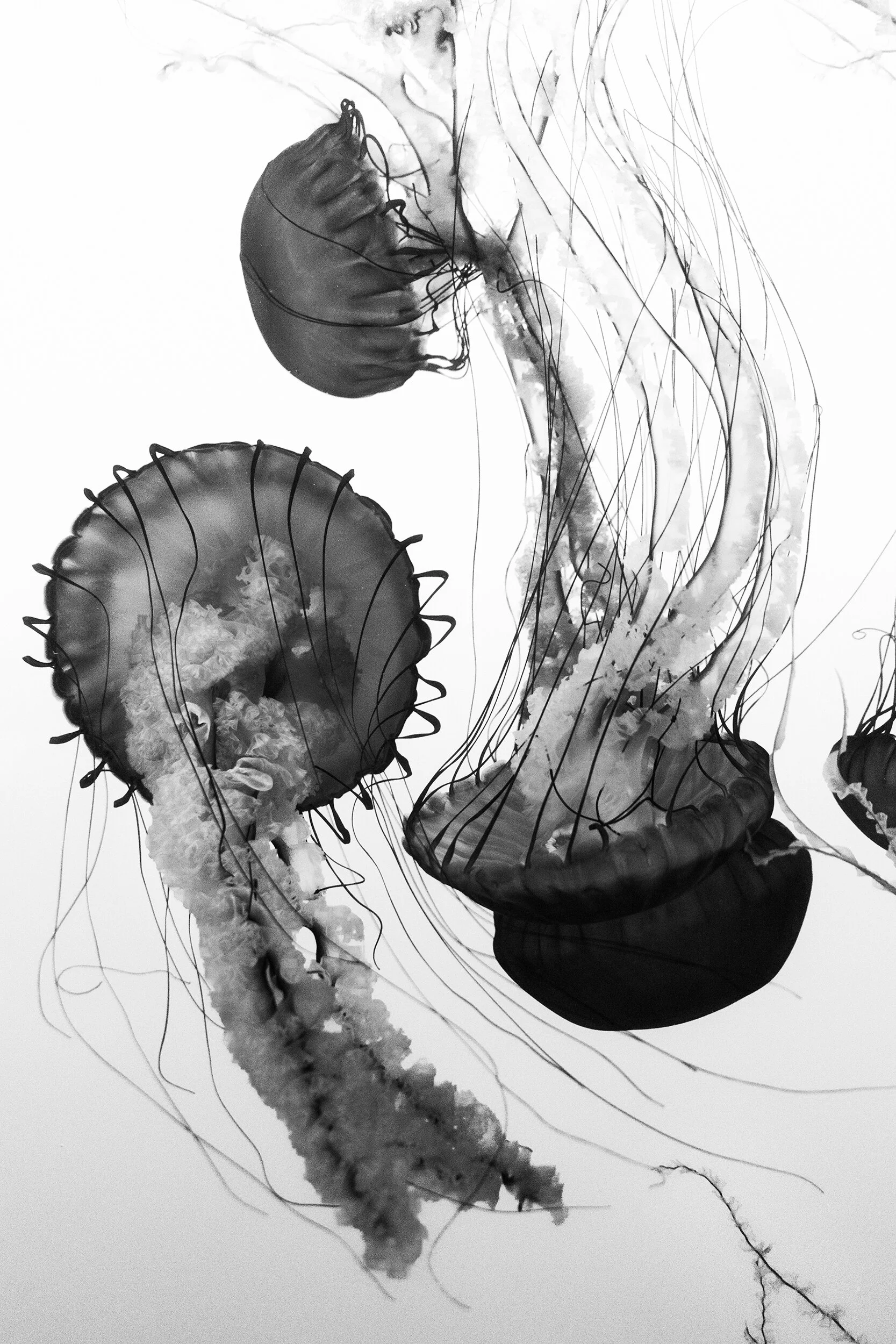 Jellyfish Xray.jpg