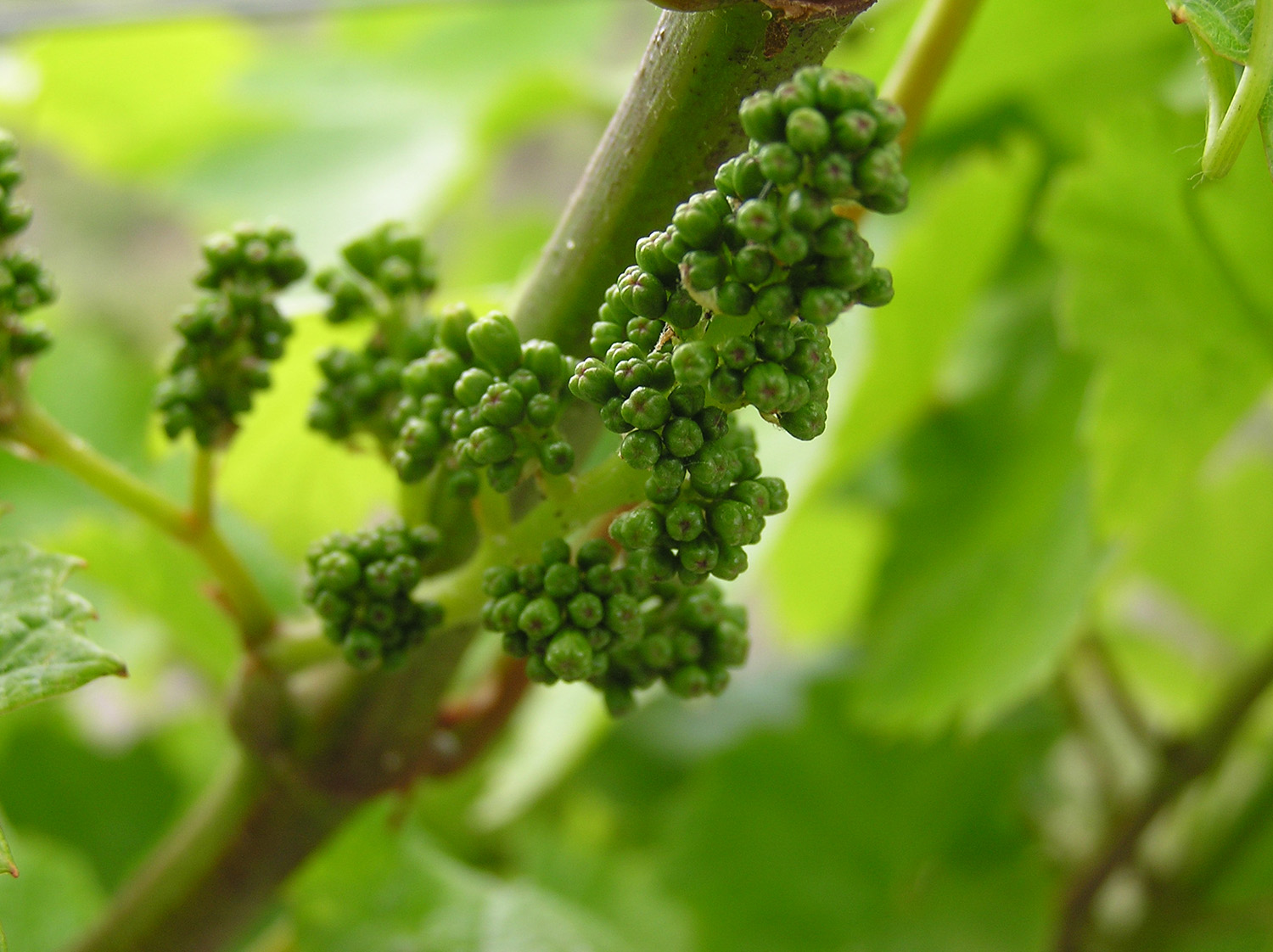 Grape Flowers_1500.jpg