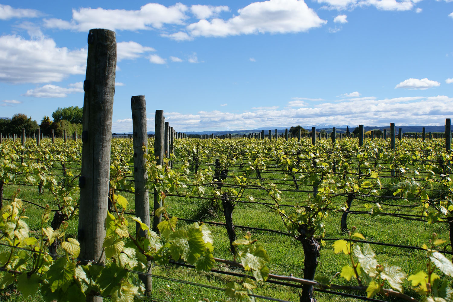 Vineyard Spring_1500.jpg