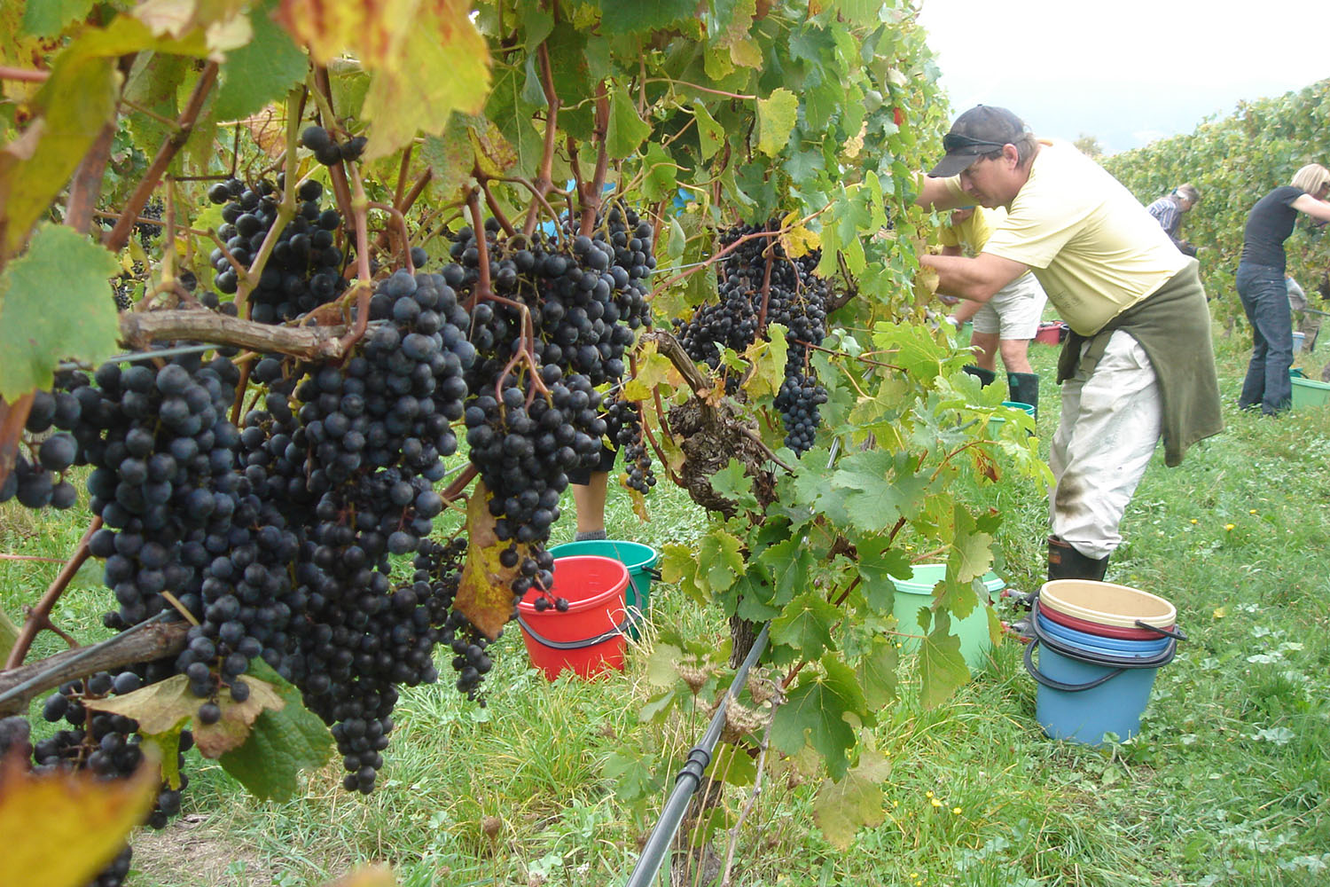 Grape Harvesting_1500.jpg