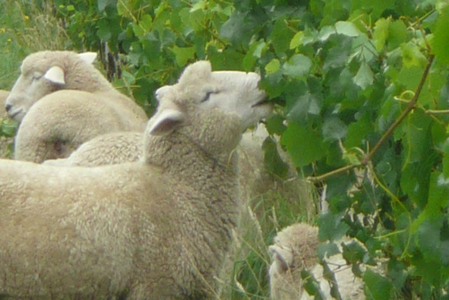 Sheep Leaf Plucking_1500.jpg