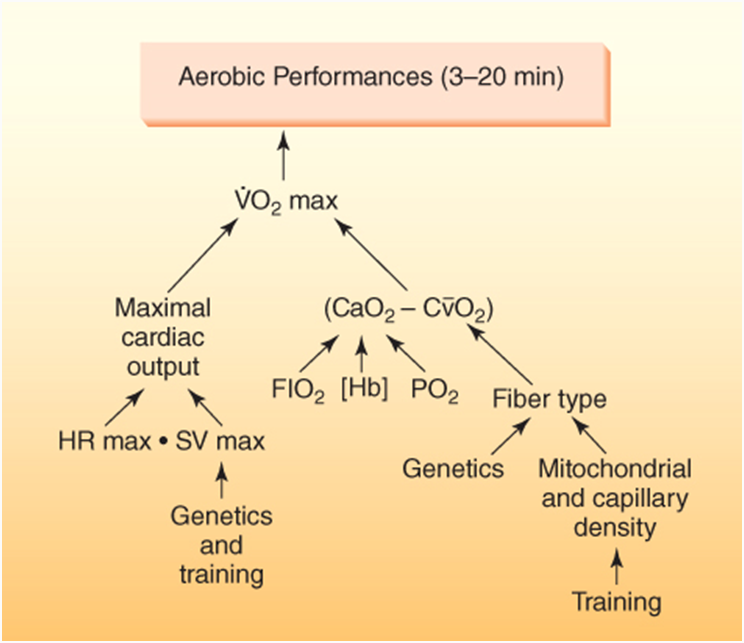 Source: Powers, S. & Howley, E. Exercise Physiology: Theory and Application to Fitness and Performance. (McGraw - Hill Educations, 2012) Ch19 Fig 19.6.