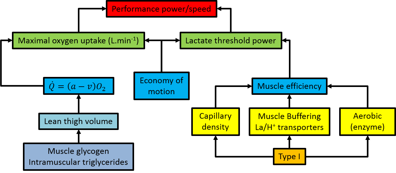 The factors affecting intermediate-distance performance. Hargreaves, M. & Hawley, J. A. Physiological bases of sports performance. (McGraw-Hill Australia, 2003).