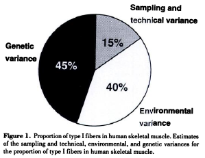 Source: Simoneau JA & Bouchard C. (1995). Genetic determinism of fiber type proportion in human skeletal muscle. FASEB J 9, 1091-1095