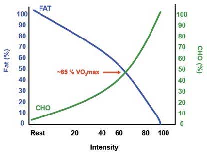 Percentage of fuel source contribution at different intensities. The 'cross over point' occurs at 65% VO₂ max.