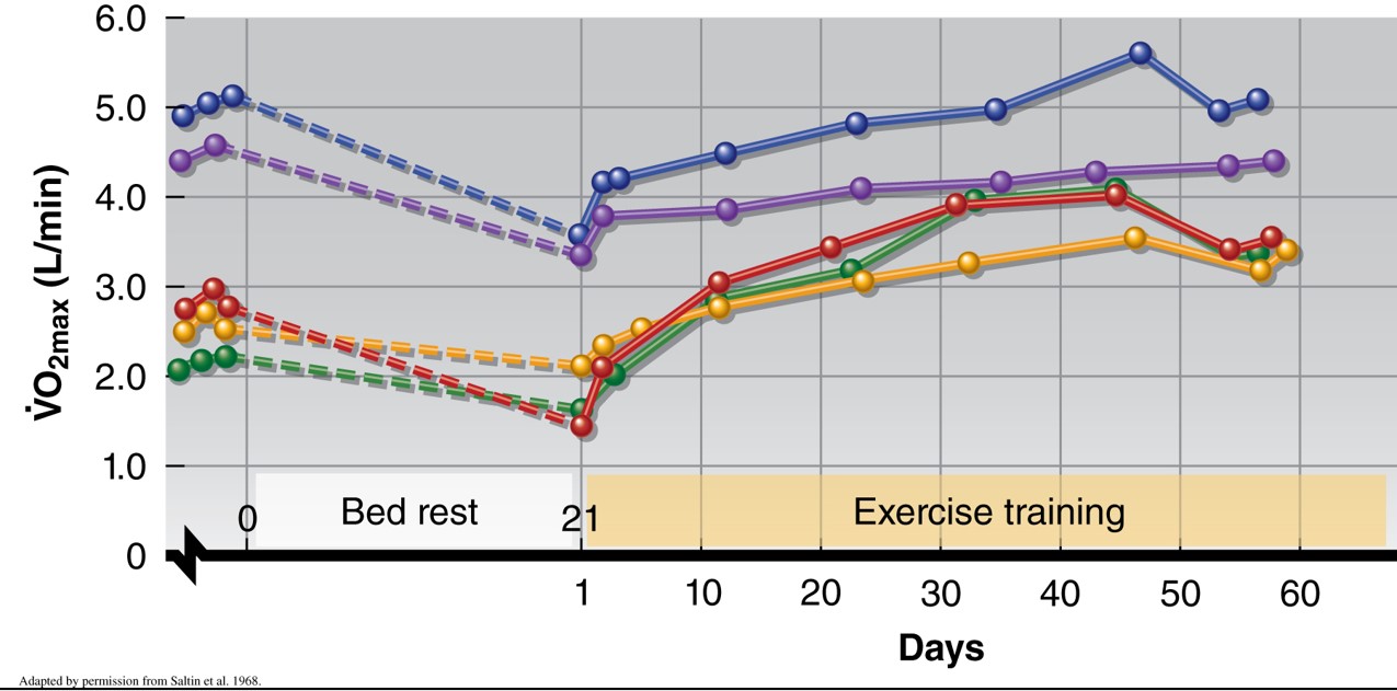 VO₂ max takes longer to regain in highly trained individuals. Source: Kenney & Wilmore & Costill (2012)