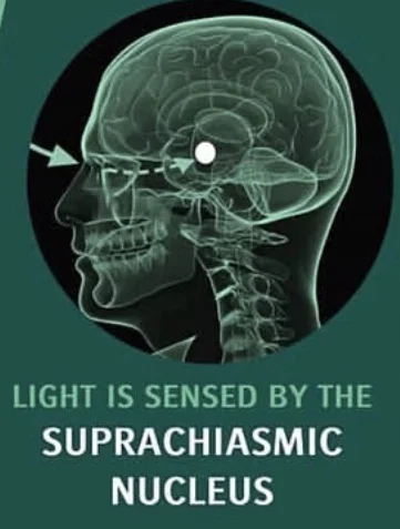 Image 2 - The Suprachiasmic Nucleus (Source: Science for Sport)