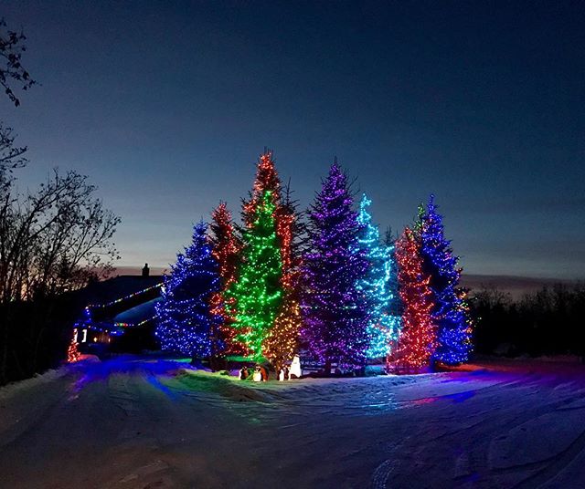 Yea yea, Christmas is over. But LOOK at this forest of the most glorious Christmas trees @sarahjane603 and I stumbled on outside Homer, AK. And there's about 20 more around the corner 🤗