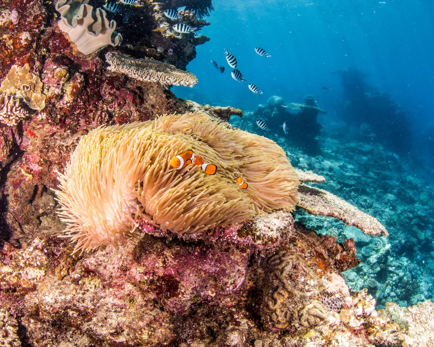 reef7 2.jpg