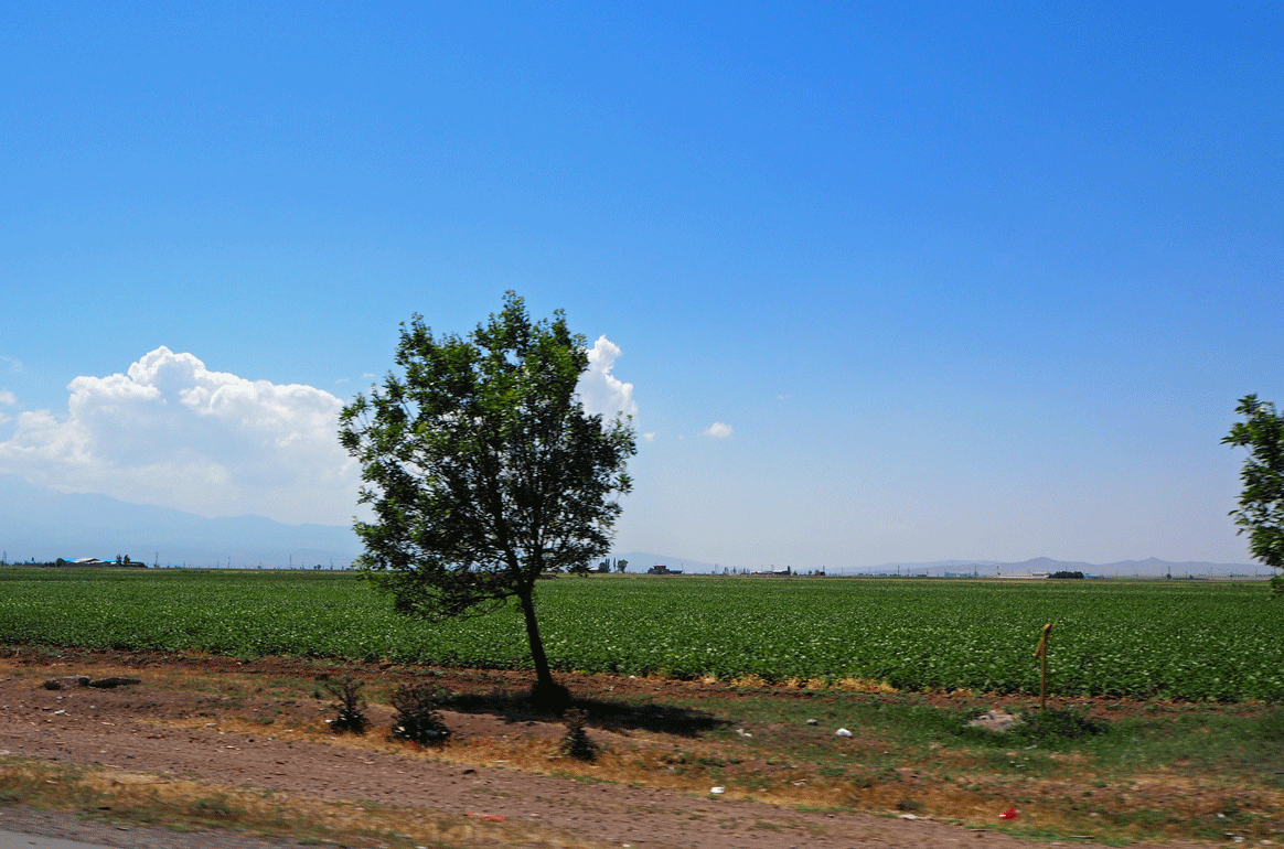 Cotton fields