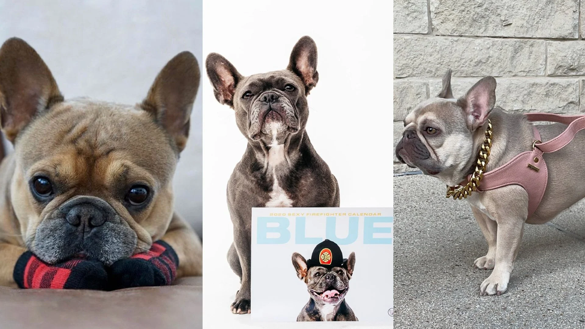 25 Most Followed Frenchies On Instagram