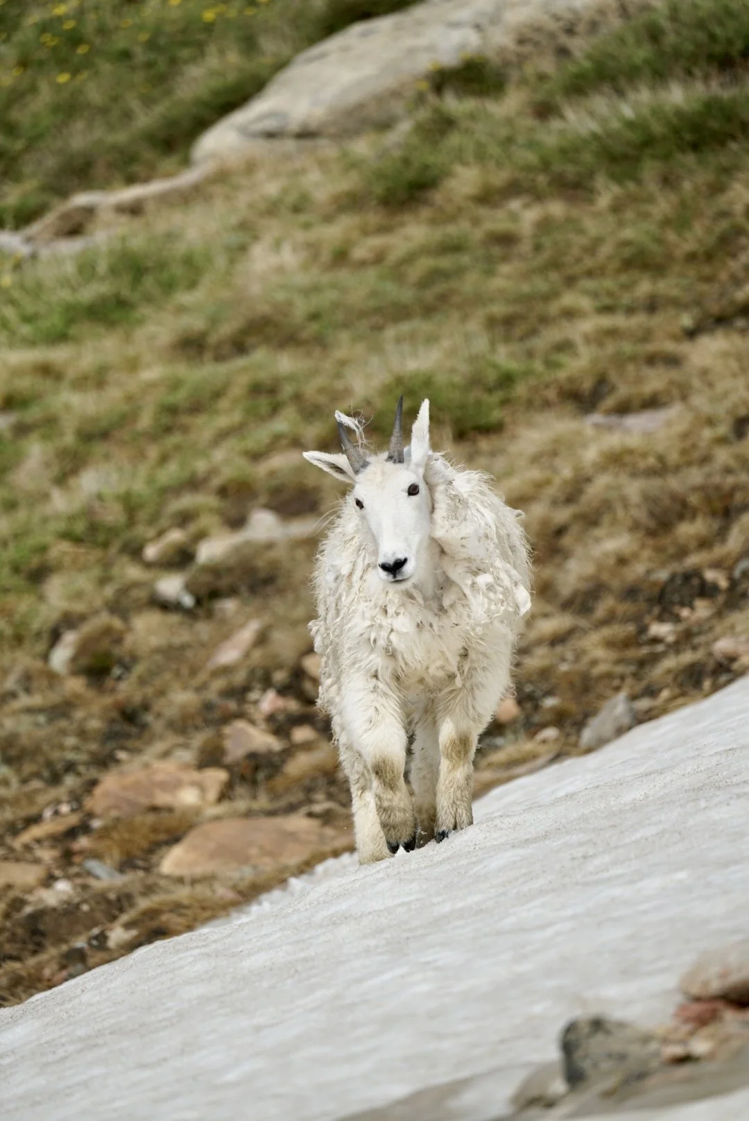 LRG_DSC09305.jpg