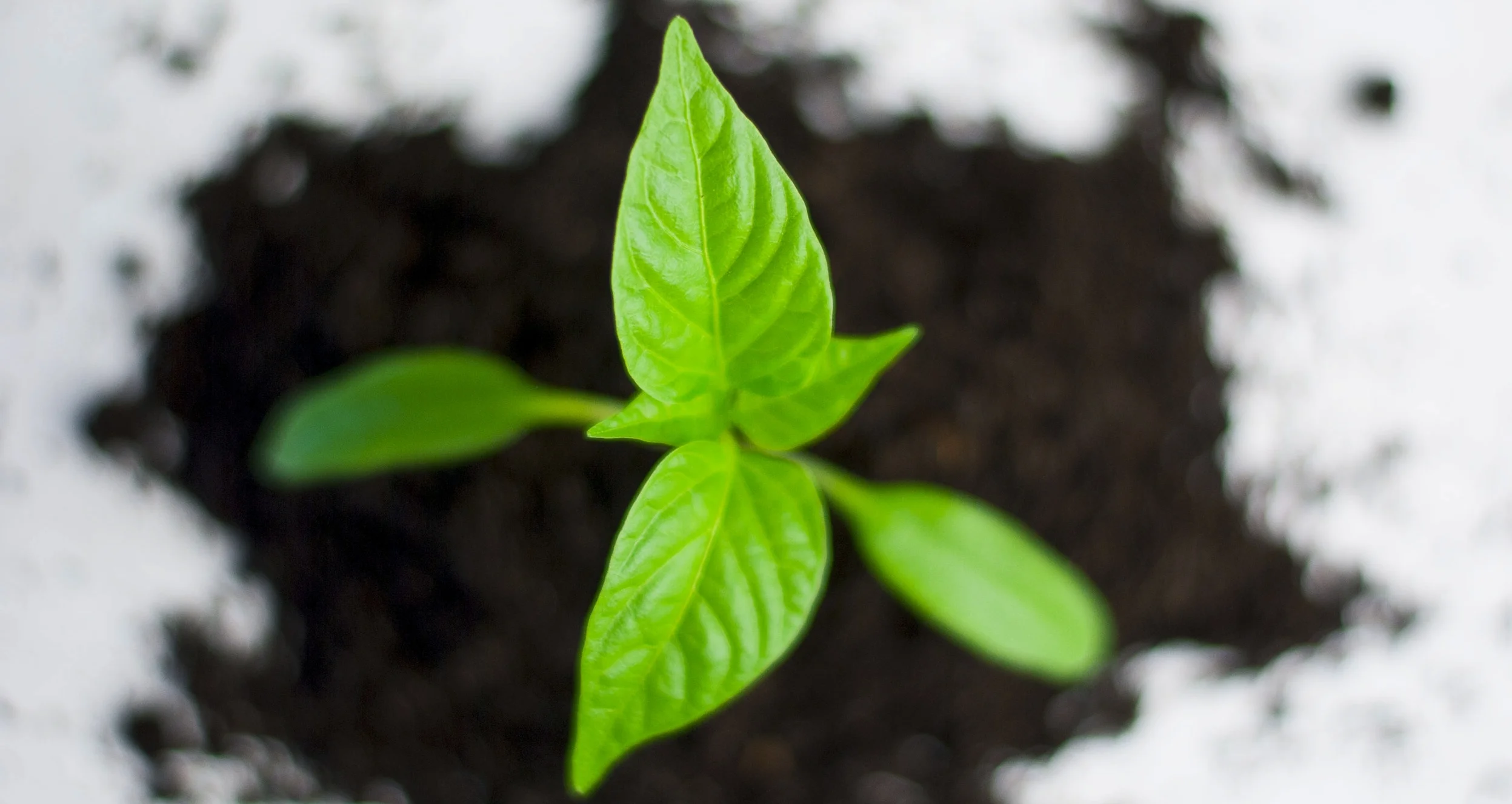 plant stock photo.jpeg