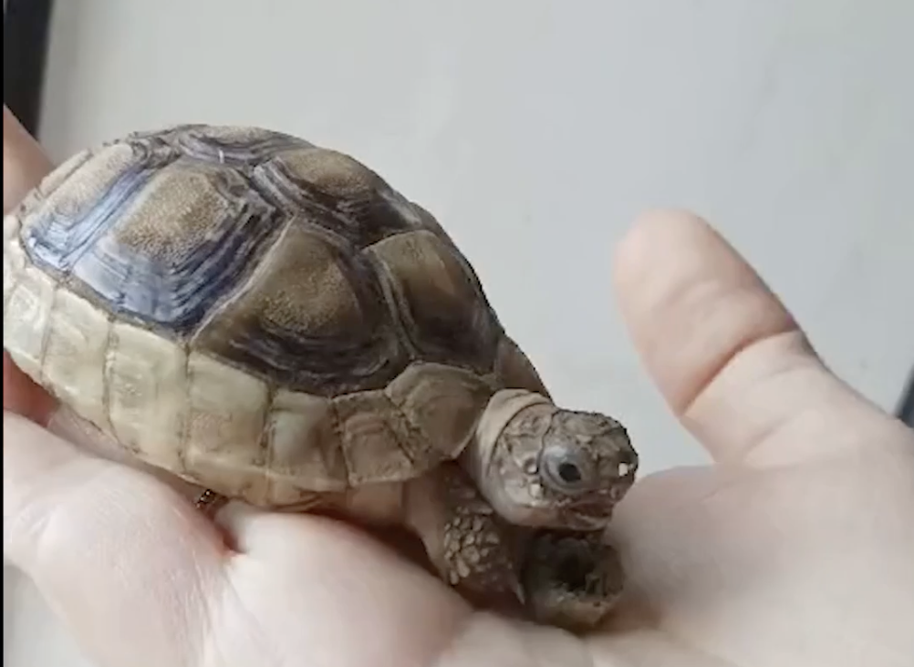 Screenshot 2026-02-04 at 2.58.43 AM.png