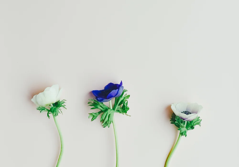 three flowers purple and white.jpg