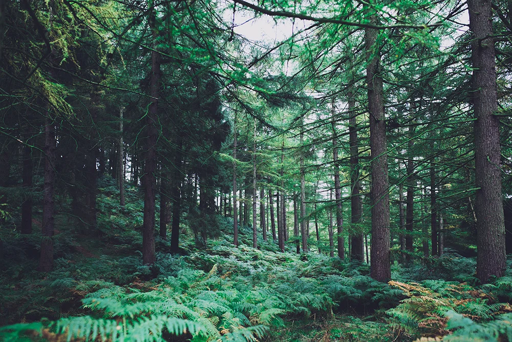 Will Fuller - Unsplash.jpeg
