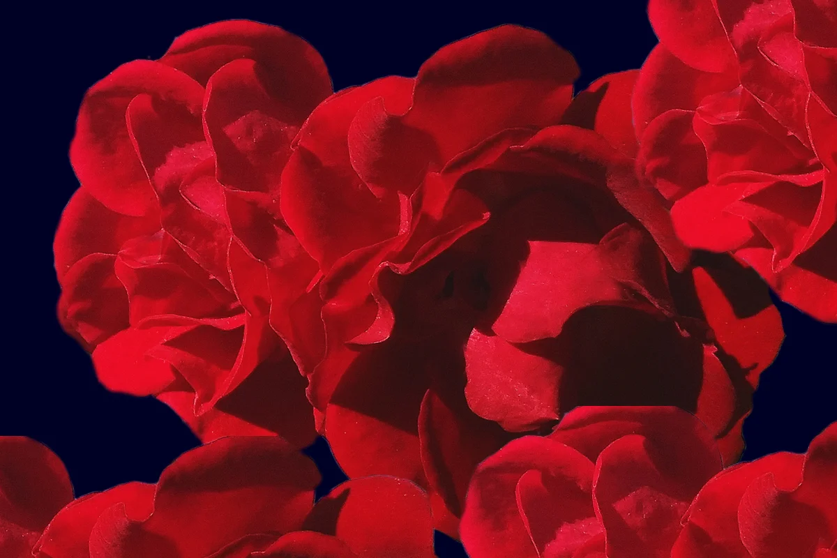 flowers2.jpg