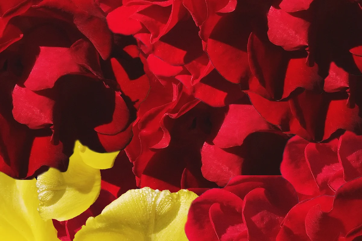 flowers-3.jpg