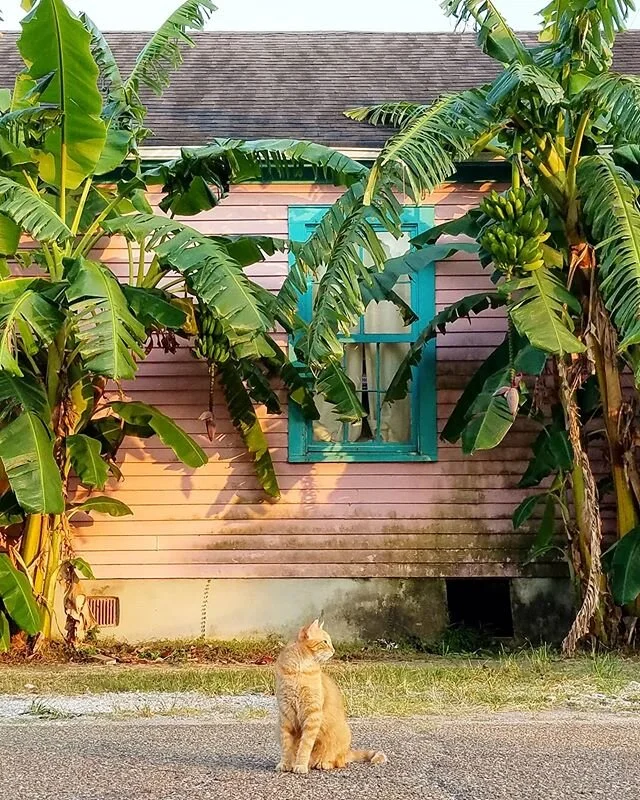 It's very gloomy here in New Orleans today;  here's a very oldie but goodie kitty photo to  make you smile.