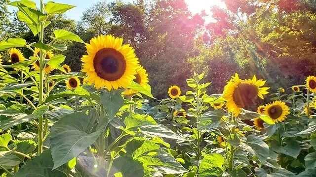 Social distance sunflower picking.