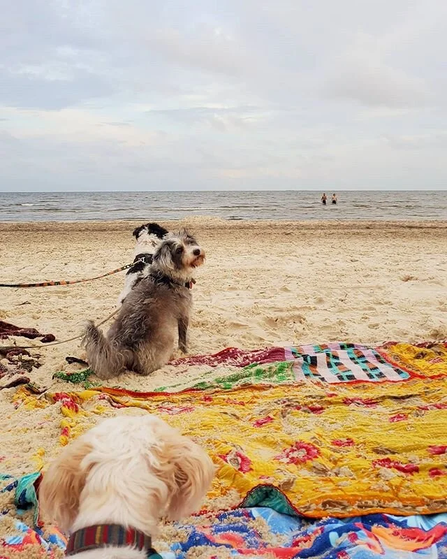 Spent a glorious few days social distancing with some good boys. I'm very lucky.