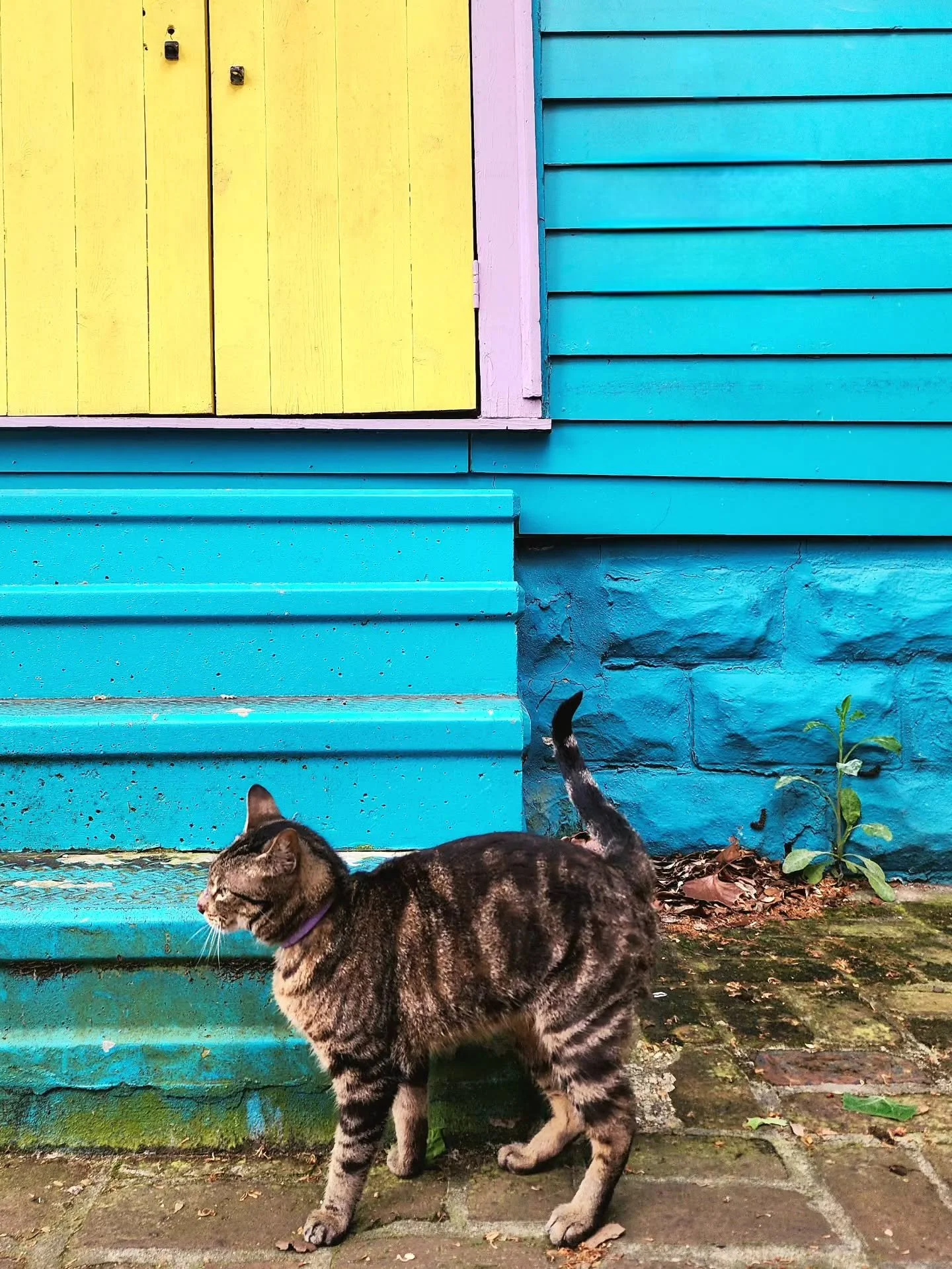 Everyone's a tourist in spring.