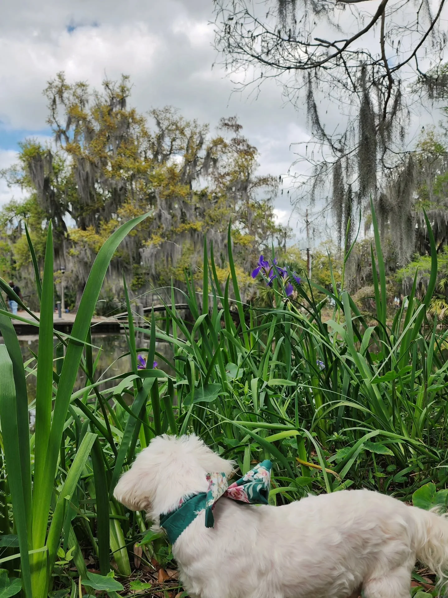 The leashed cat we met at the park today was named "Little Critter."