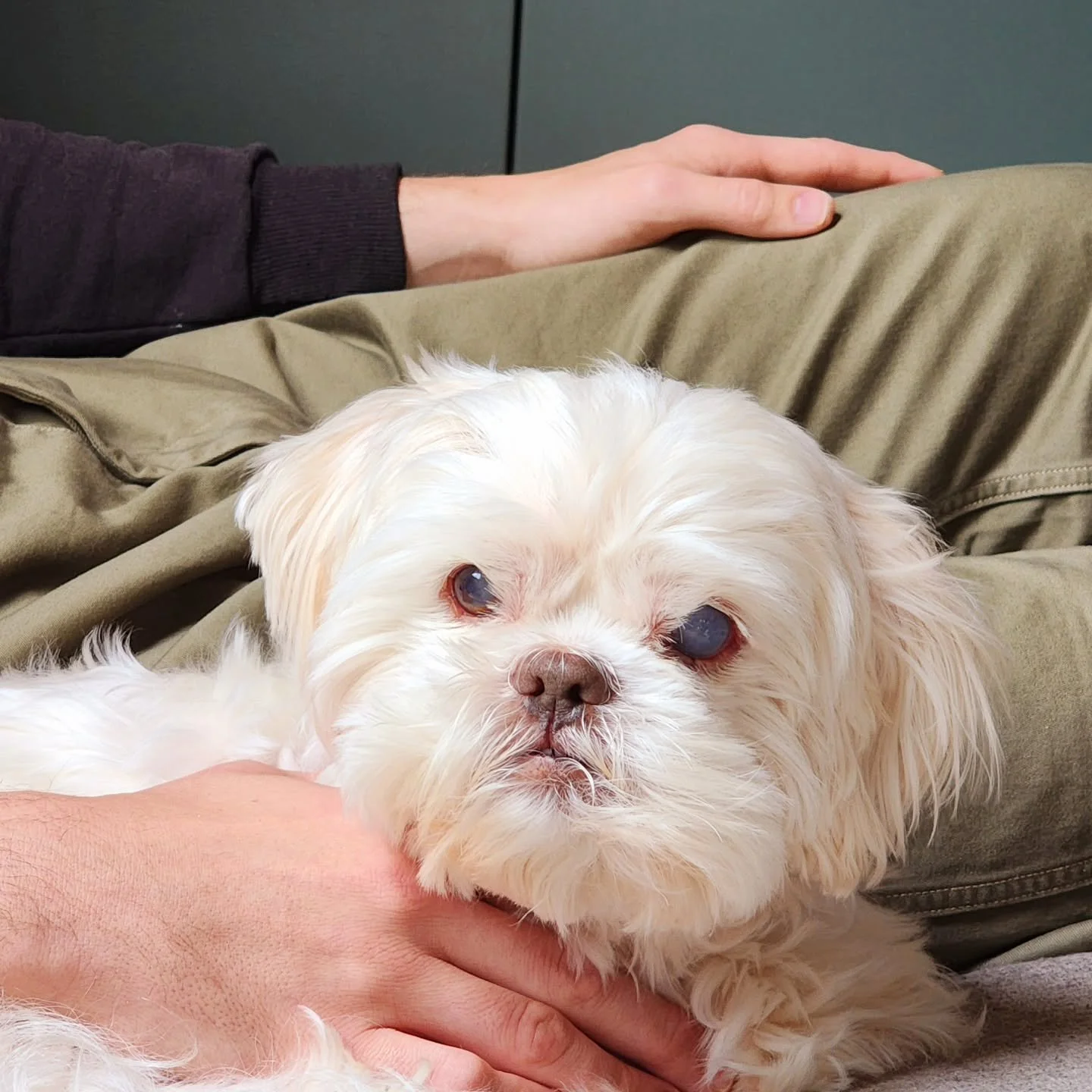 Stanley Breaux-Fields passed away this morning at the ripe old age of 12 to possibly 22. We were never really sure of his actual age. I brought him home on October 10, 2017.&nbsp;

I never intended to adopt a dog the day I walked through the aisles o