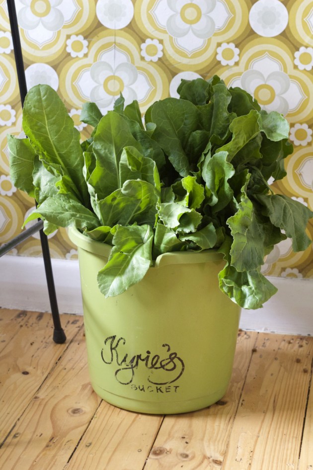 Spinach stored in bucket or two!