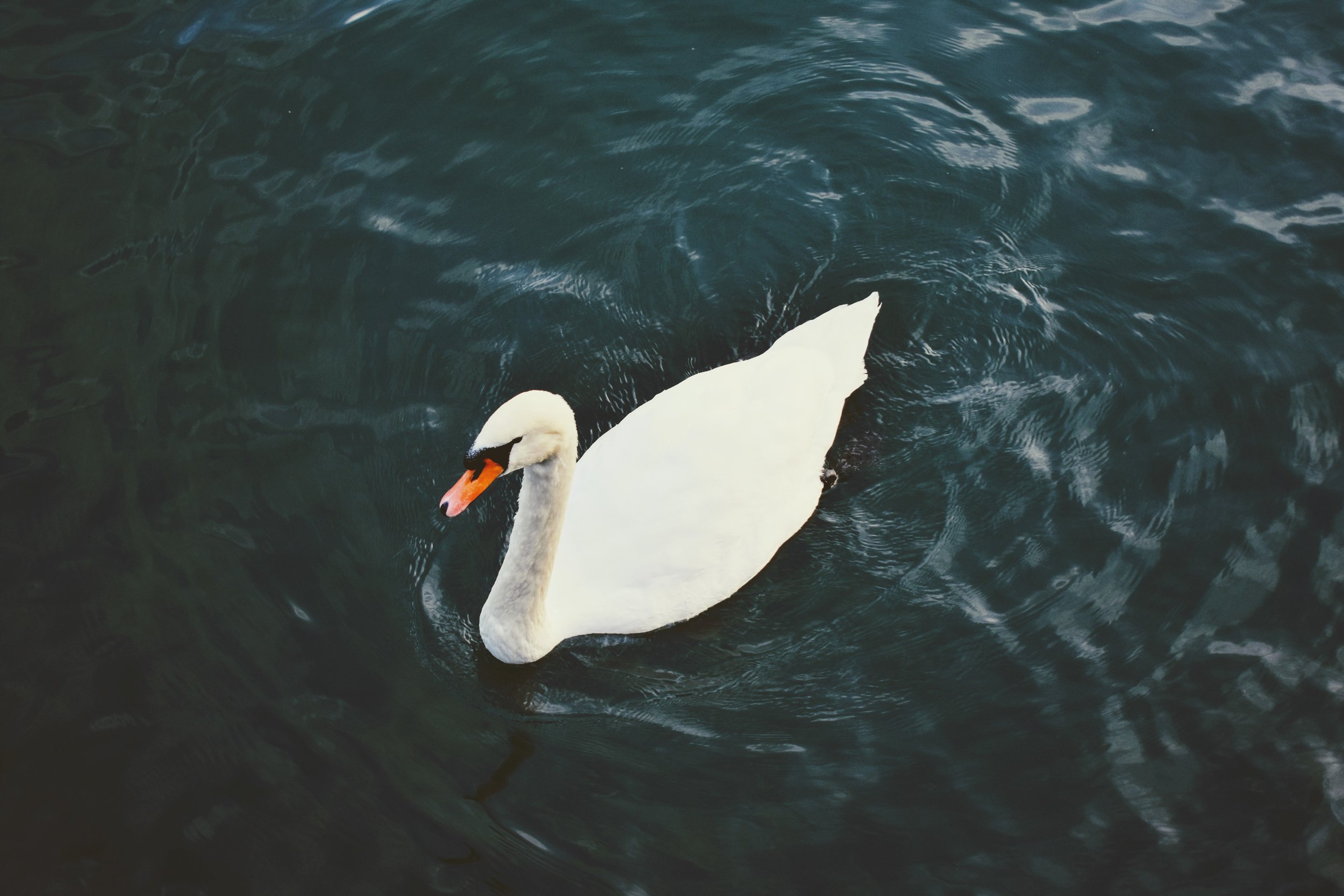 DSC_0483.jpg
