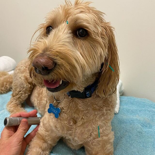 Lovely Theo enjoying his session for anxiety @fetchnfundaycare . #canineacupuncture #canineacupuncturetherapy #canineacutherapy #petacutherapy #goldcoastpets #goldcoastbusinesswomen #goldcoastbusiness