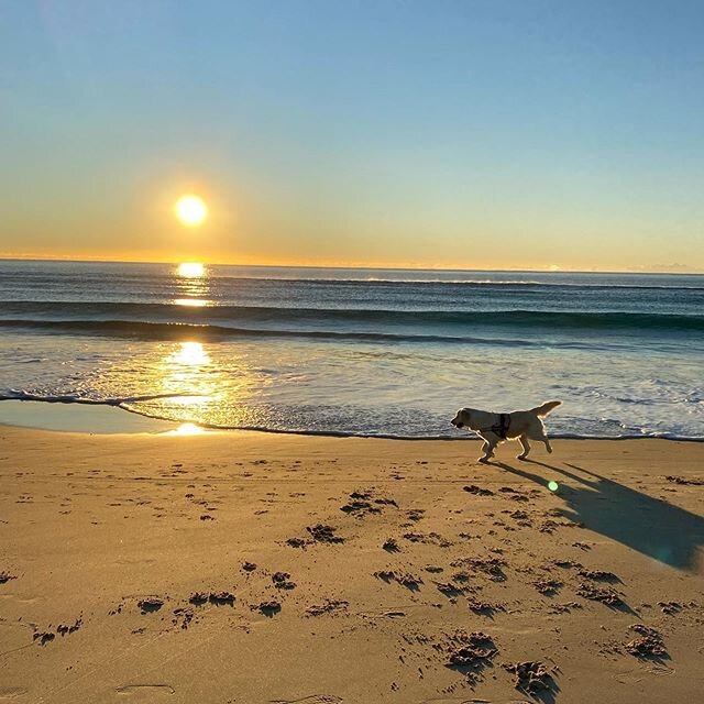 What a stunning Gold Coast day 🙏😊🐶😸 #goldcoastbusiness #miamibeach #goldcoast