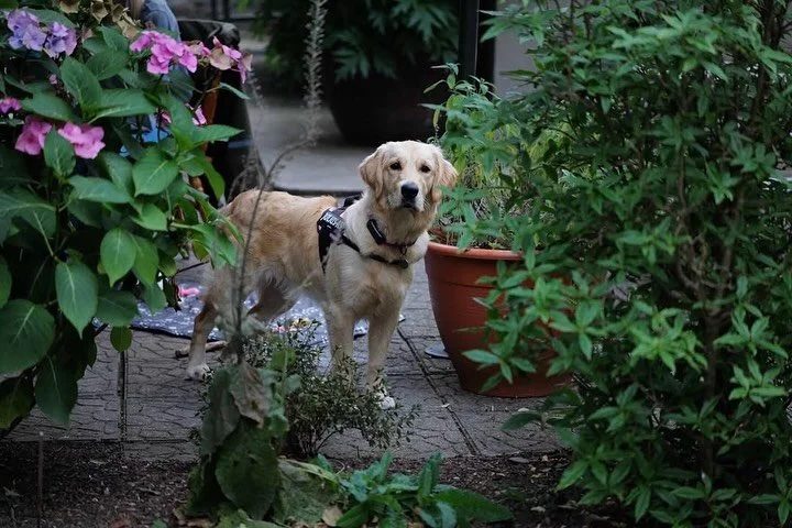 Follow your nose &hellip;treats are close !
Saturday Bake Shop open from 9.30am - sell out.

Selection of freshly baked brown soda breads, classic Guinness bread loaves, yeast and sourdough loaves, morning buns, scones and savoury pastries. Shelves s